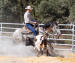Quarter horse au cutting