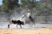 Quarter horse au cutting