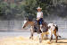 Quarter horse au cutting