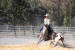 Quarter horse au cutting