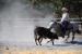 Quarter horse au cutting