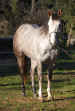 cutting_talon-quarter_horse-hickory_little_surp.jpg (540620 octets)