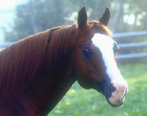 Etalon Quarter Horse GUENUINE REDSKIN
