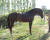 Etalon Quarter Horse agr pour la monte