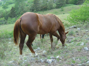 pouliche_quarter_horse_a_vendre_az_little_spat_enter