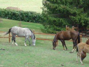  Poulinire SILVER SMART SURP (GRISE) poulinire Quarter Horse