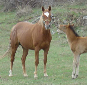 Poulinire Quarter Horse TRUE LEE REDSKIN ET SON POULAIN 2004 